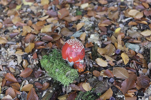 Fliegenpilz.jpg 