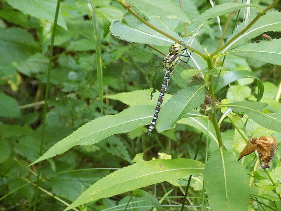 Libelle_Waldtag.JPG 